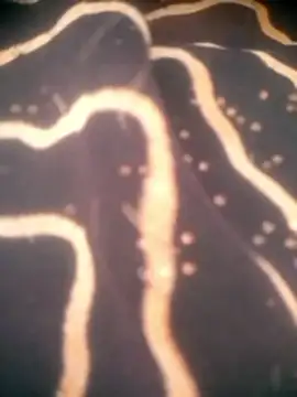 Diksha_For_You webcam