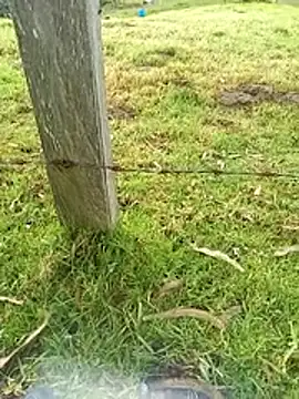 Cuervo_maniaco webcam