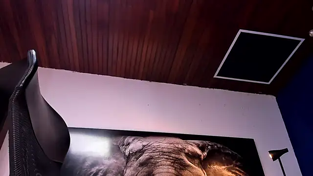 king_falconer webcam