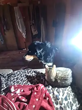 Preview of ducicsajsziii