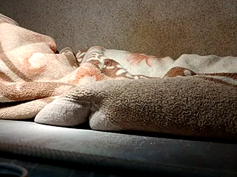 seductivescamp webcam