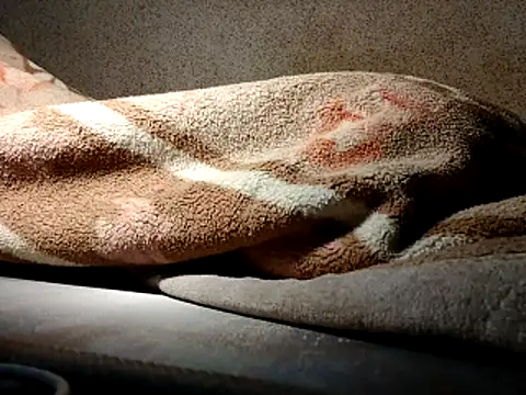 seductivescamp webcam