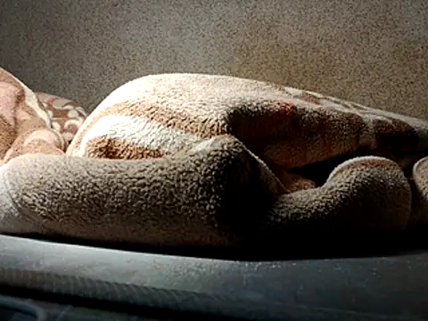 seductivescamp webcam