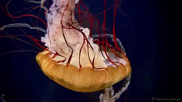 streamy_test12 webcam