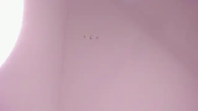 AlaskaFlowers_ webcam