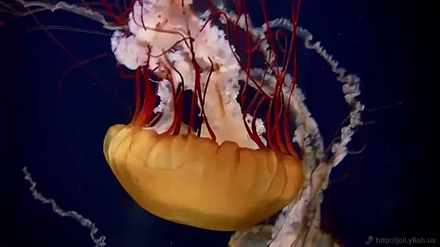 streamy_test12 webcam