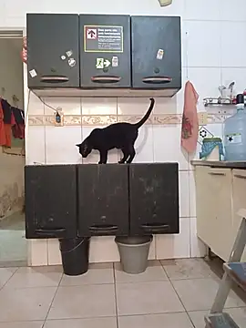 dinho_carioca webcam