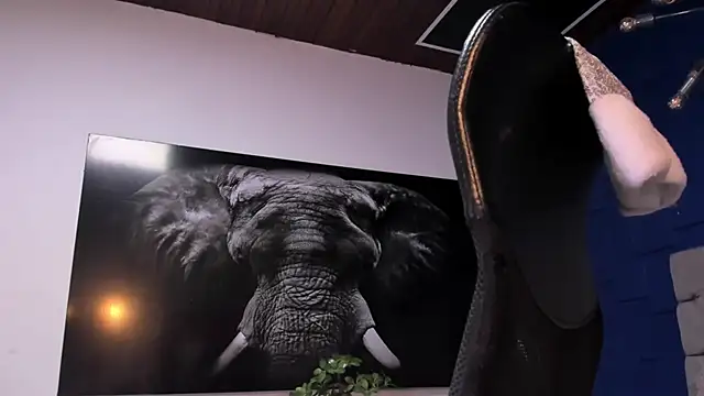 king_falconer webcam