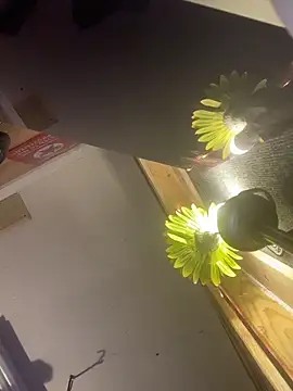 Polaroid_White webcam