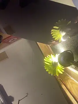 Polaroid_White webcam