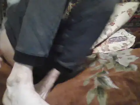 AlferezzSolvajo webcam