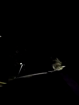 Fernandar2025 webcam