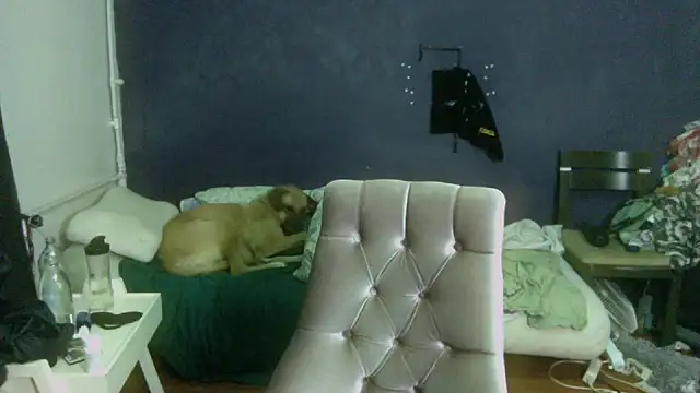 turkishTransEfsun webcam