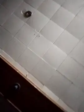 AceticPinscher webcam