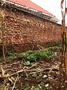 DOJAPATIENCE8 webcam