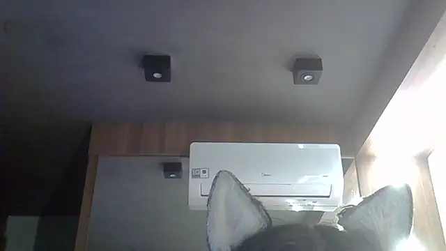 SkinnyKitten webcam