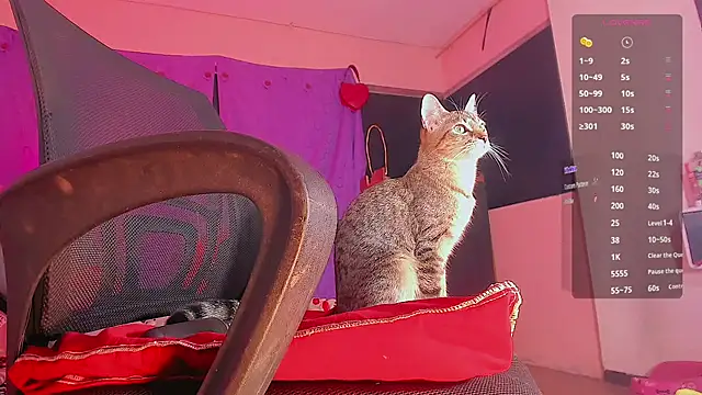 Diamond_black_22cm webcam