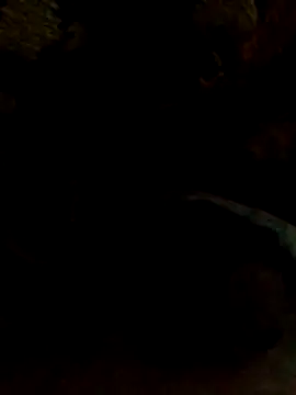 TattyFoxglove webcam