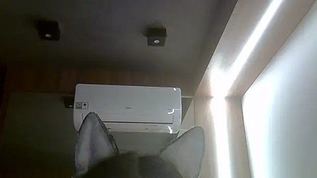 SkinnyKitten webcam