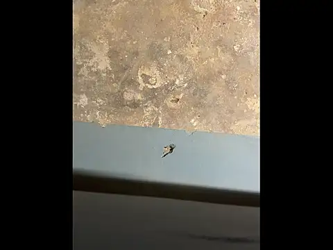 Pussyismyfavoritetaste webcam