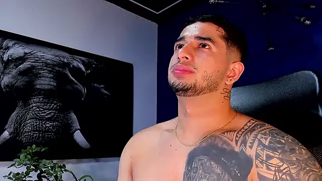 king_falconer webcam