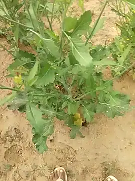 Playboy_xxx_69 webcam