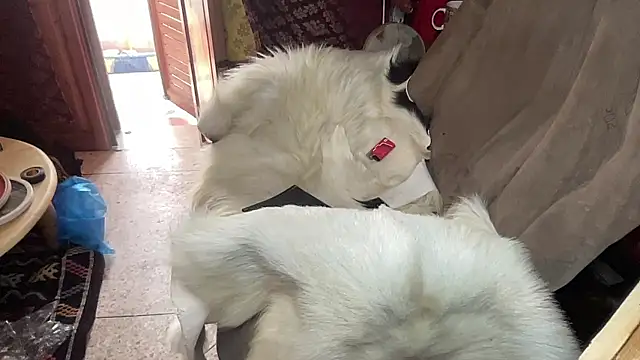 GangstArabianMaster webcam