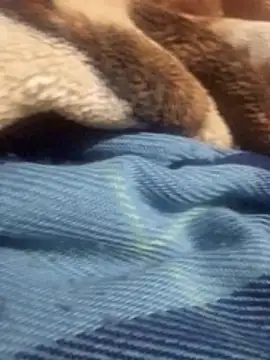 TattyFoxglove webcam