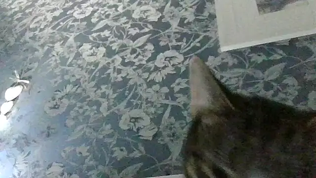 Ebony-SultryX webcam