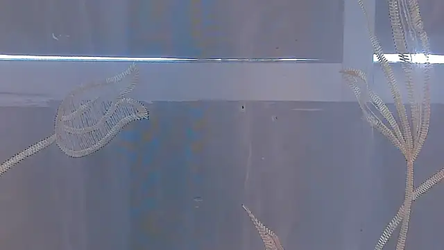 AliceStevens_ webcam