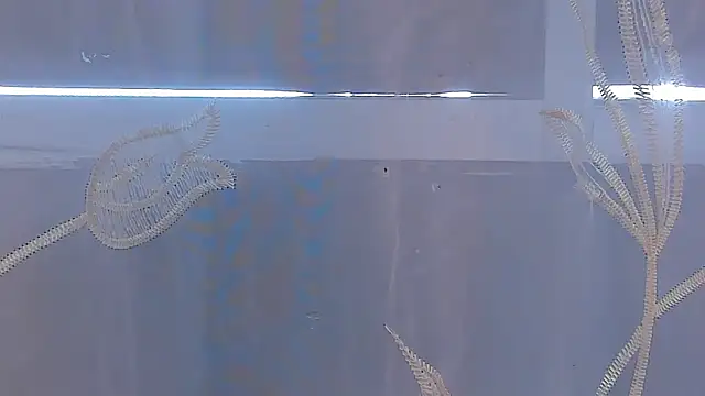 AliceStevens_ webcam