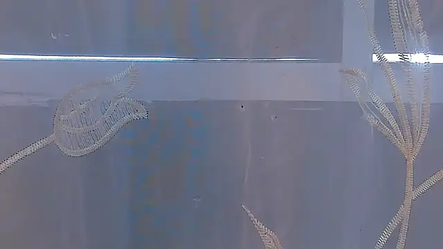 AliceStevens_ webcam