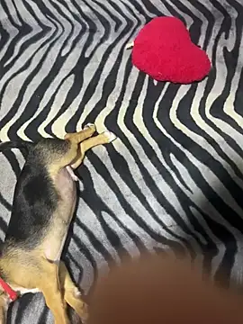 spicy_nesss (Ask my age) - Cum/Squir