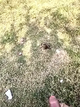 telugusullikai (M twink) - #anal #bbc #big-ass #big-balls #big-cocks #bisexuals #black-hair #cam2cam #cheap-privates #cumshot #doggy-style #flirting #hd #indian #medium #mobile #new #small-audience #student #telugu #twinks