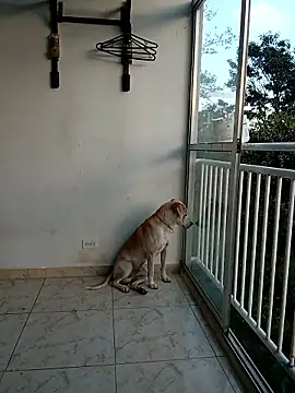 LEIRIS_Y_FRED_01 webcam