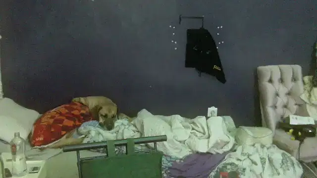 turkishTransEfsun webcam