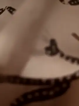 egyptianbigdick56 webcam