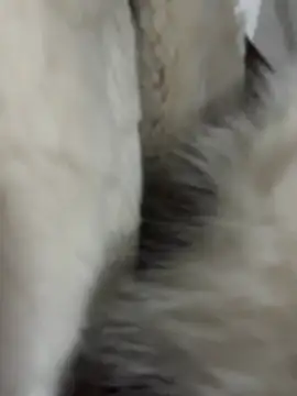 TheCinderella webcam