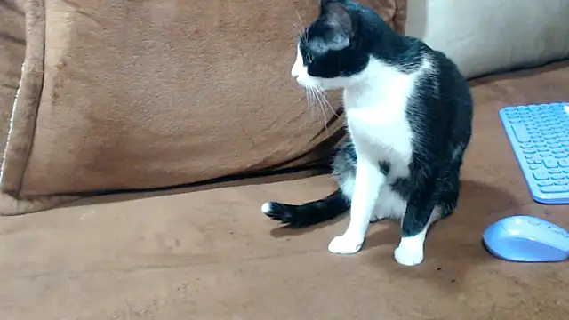 hotadara webcam stripchat model stream image