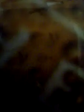 cockforpussy1508 (Ask my age) - None