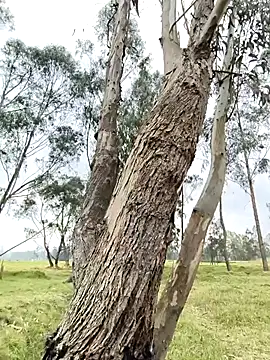 thomasjons_ (M young) - hot show games In the forest