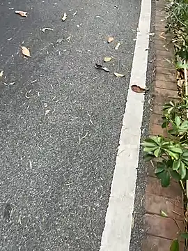 美女Eliza-E在线直播