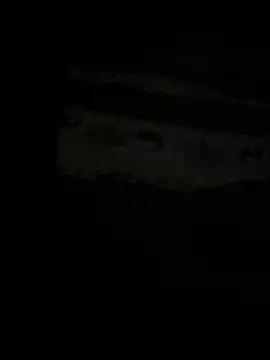 LontraAndBear webcam