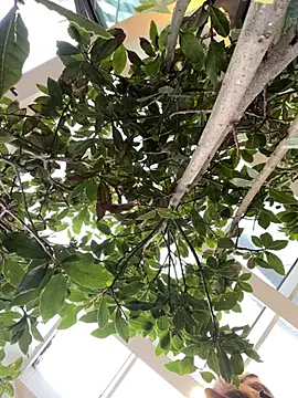 kateburlesk (F young) - Spank a big juicy ass 15 times