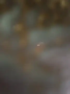 eveangelll (F milf) - Spanish test today