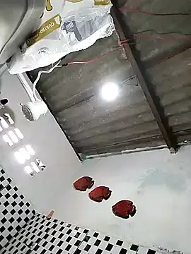 sexback11 (M young) - Pagar uma do Job pra transar na Live🔥👀