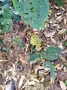 desi_alpha_boy webcam