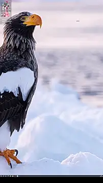 _bonnie__ (F young) - 目标