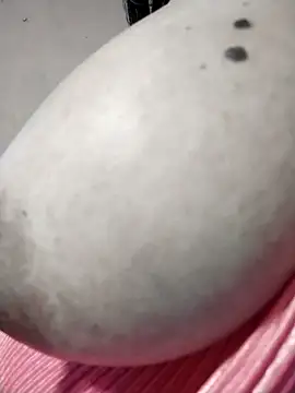 tharu_sweet (F mature) - #big-ass #big-ass-big-tits #big-ass-doggy-style #big-ass-indian #big-ass-mature #big-tits #big-tits-blowjob #big-tits-brunettes #big-tits-deepthroat #big-tits-doggy-style #big-tits-indian #big-tits-mature #big-tits-titty-fuck #bisexuals #blowjob #blowjob-mature #brunettes #brunettes-blowjob #brunettes-mature #camel-toe #cheapest-privates #cheapest-privates-indian #cheapest-privates-mature #cock-rating #cowgirl #curvy #curvy-indian #curvy-mature #deepthroat #deepthroat-blowjob #deepthroat-mature #dirty-talk #doggy-style #facial #fingering #fingering-indian #flashing #foot-fetish #foot-fetish-mature #hd #indian #jerk-off-instruction #masturbation #masturbation-mature #mature #mobile #mobile-mature #role-play #romantic #romantic-indian #sex-toys #sexting #shaven #small-audience #spanking #squirt #squirt-indian #squirt-mature #srilankan #striptease #striptease-indian #ticket-and-group-shows #titty-fuck #topless #topless-indian #trimmed #trimmed-indian #upskirt #upskirt-mature