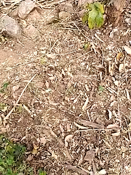 desi_alpha_boy webcam